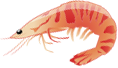 新鲜