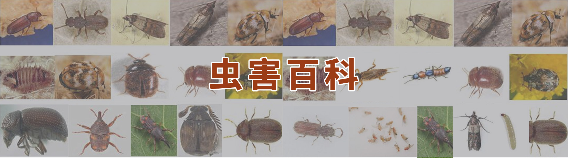 虫害知识